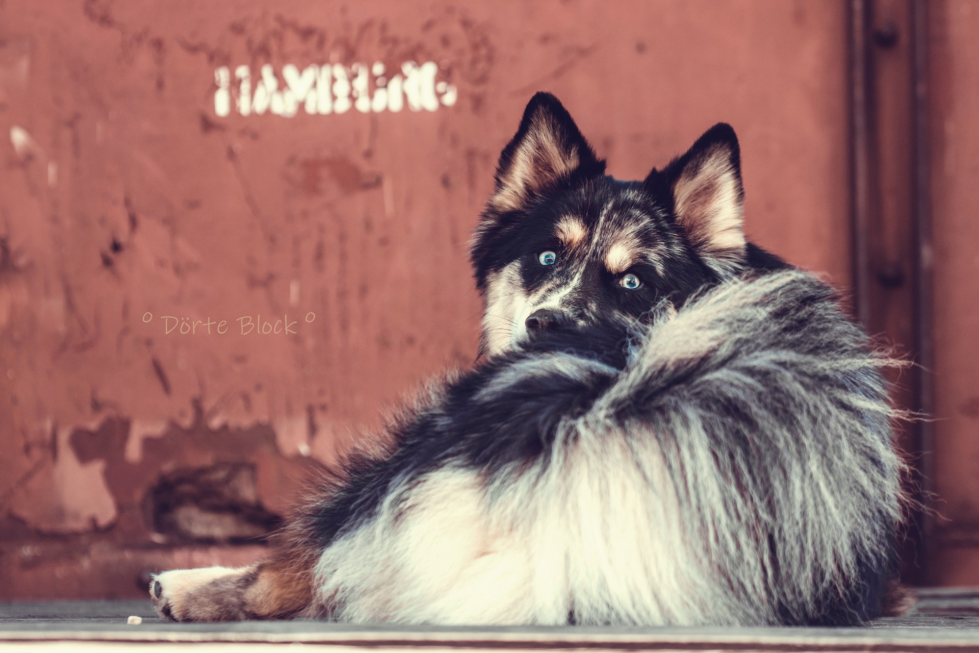Aro060 Pomsky "Aro" schaut über seinen Rücken während er vor einem roten Container liegt.