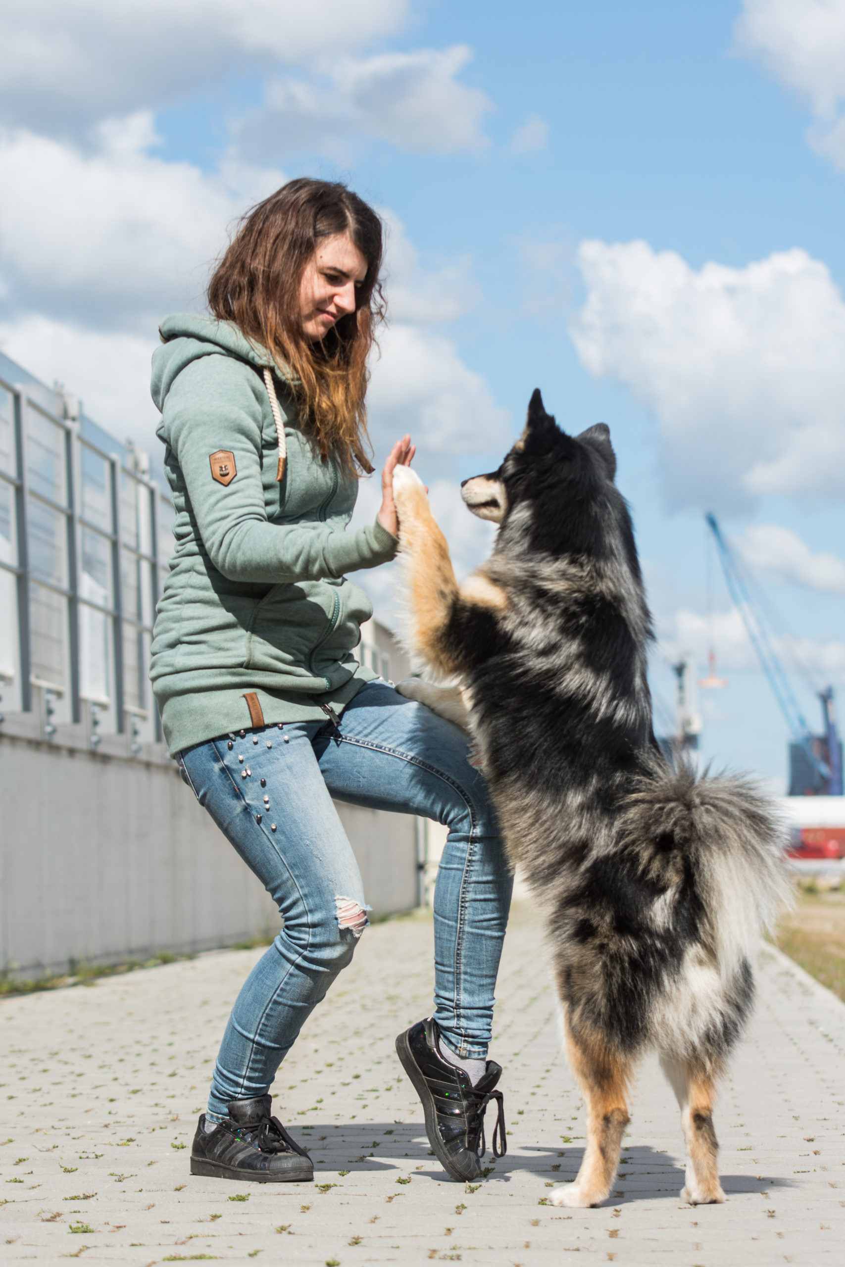 20200505-DSC_3968 Pomsky "Aro" stützt sich auf dem Bein der Besiterin ab und gibt im stehen highfive.