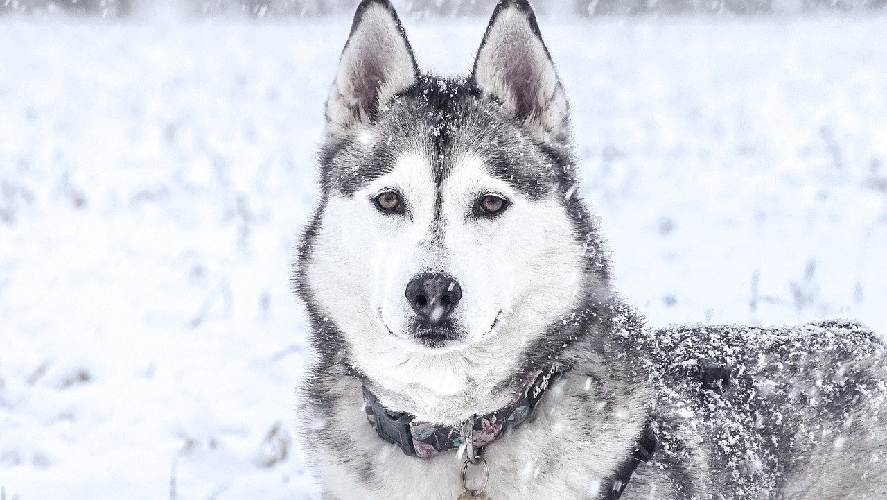 husky-3030257_1280 Oberkörper eines weiß-grauen Husky, der mit Schnee bedeckt ist.